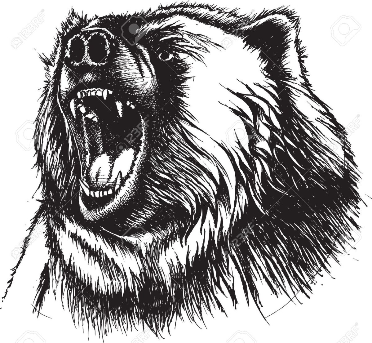 Медвежий оскал в профиль