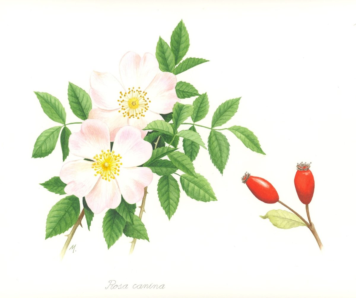 Шиповник на белом фоне