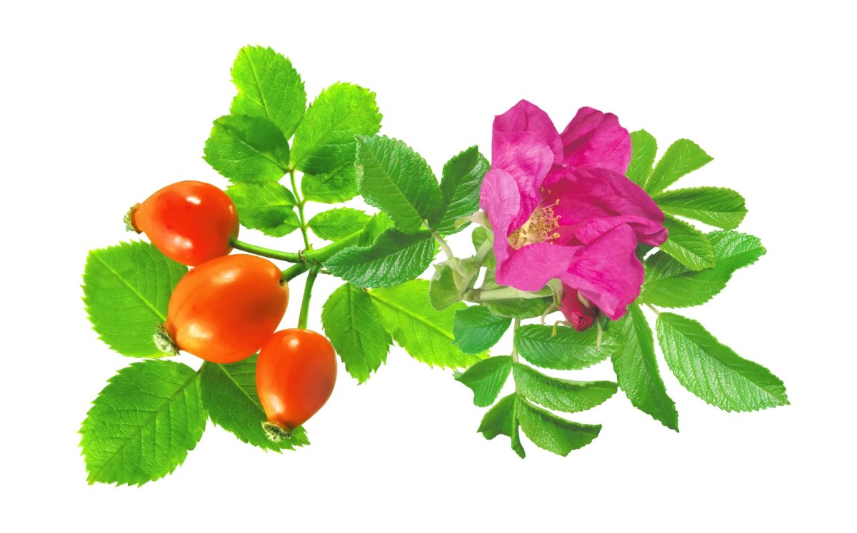 Шиповник куст