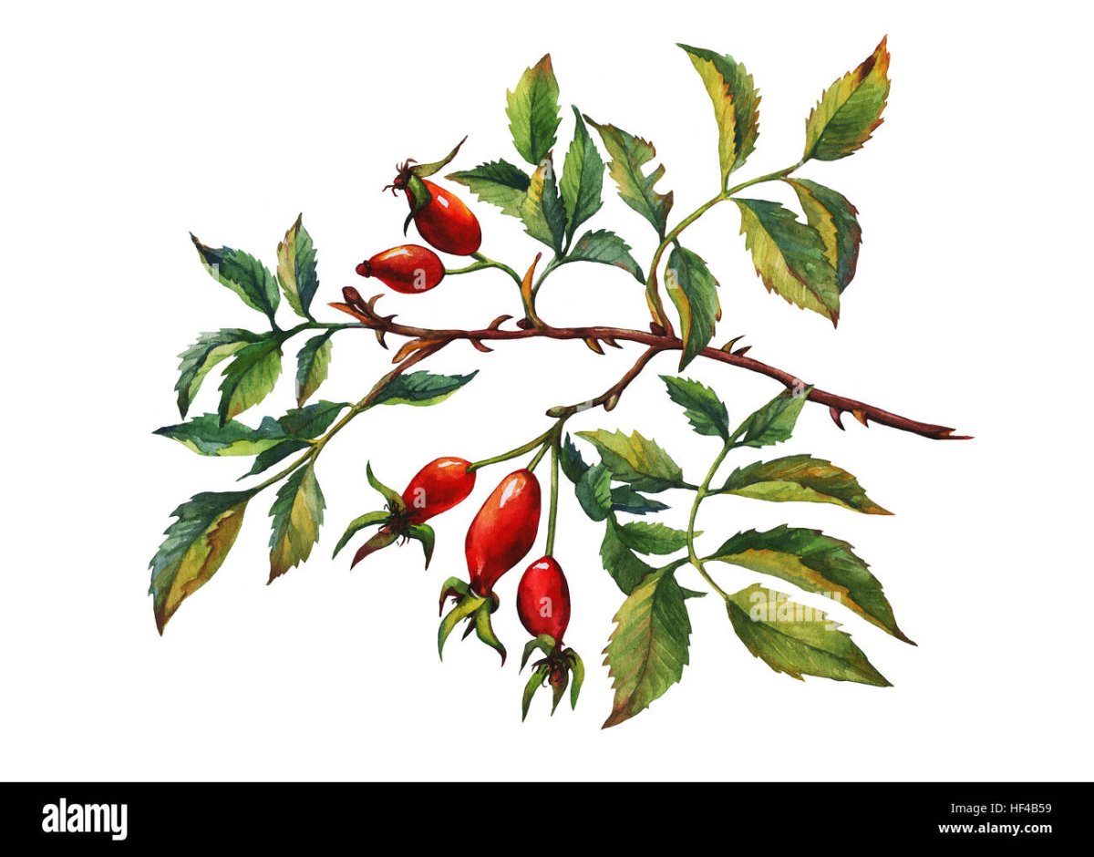 Фото кустов шиповника на белом фоне