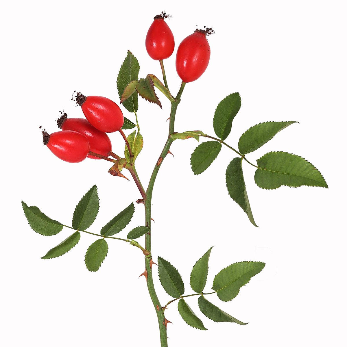 Ботанический атлас Пьера редуте