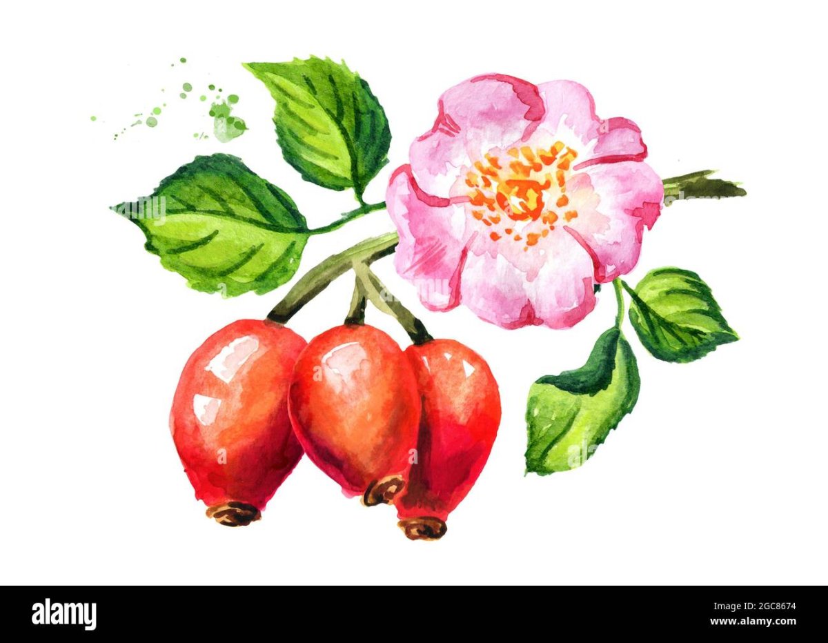 Шиповник на белом фоне иллюстрация