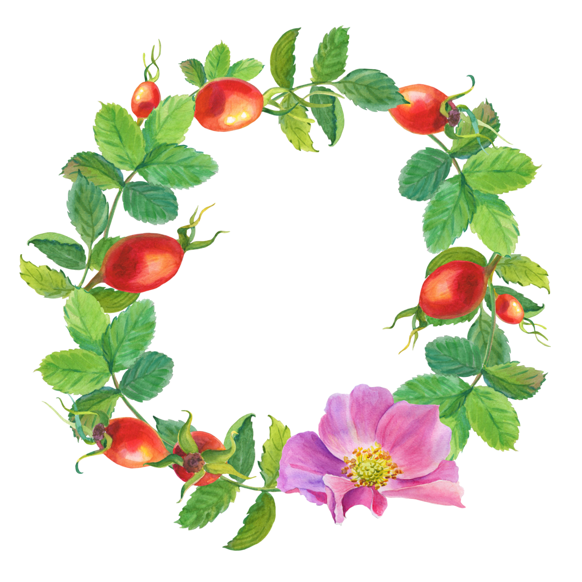 Шиповник иконка