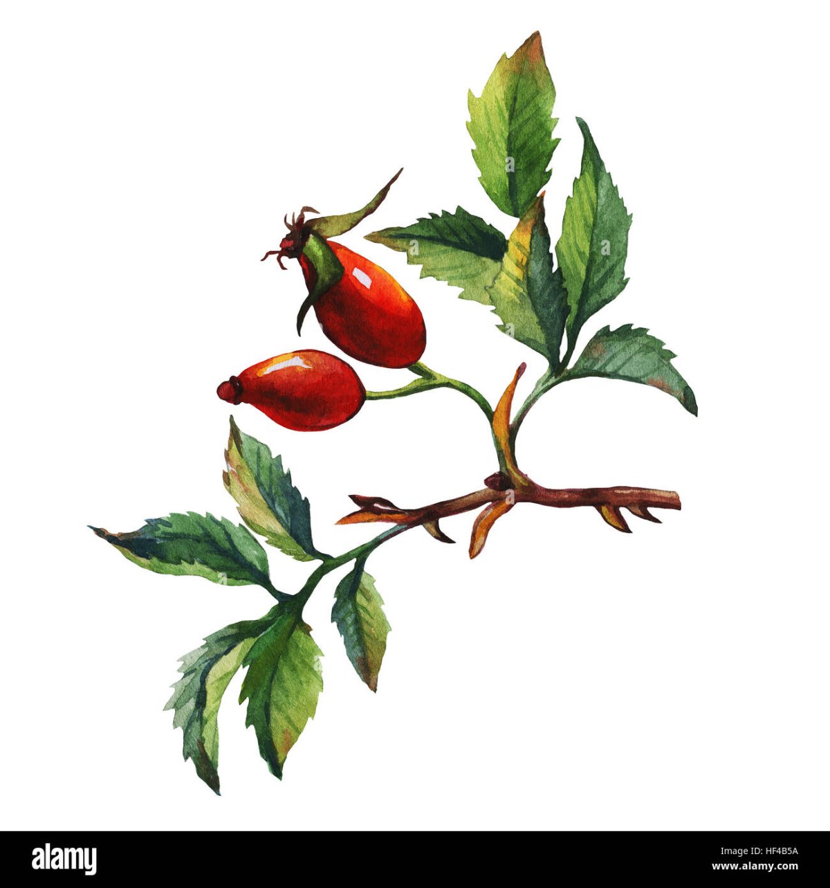 Шиповник на белом фоне нарисованная
