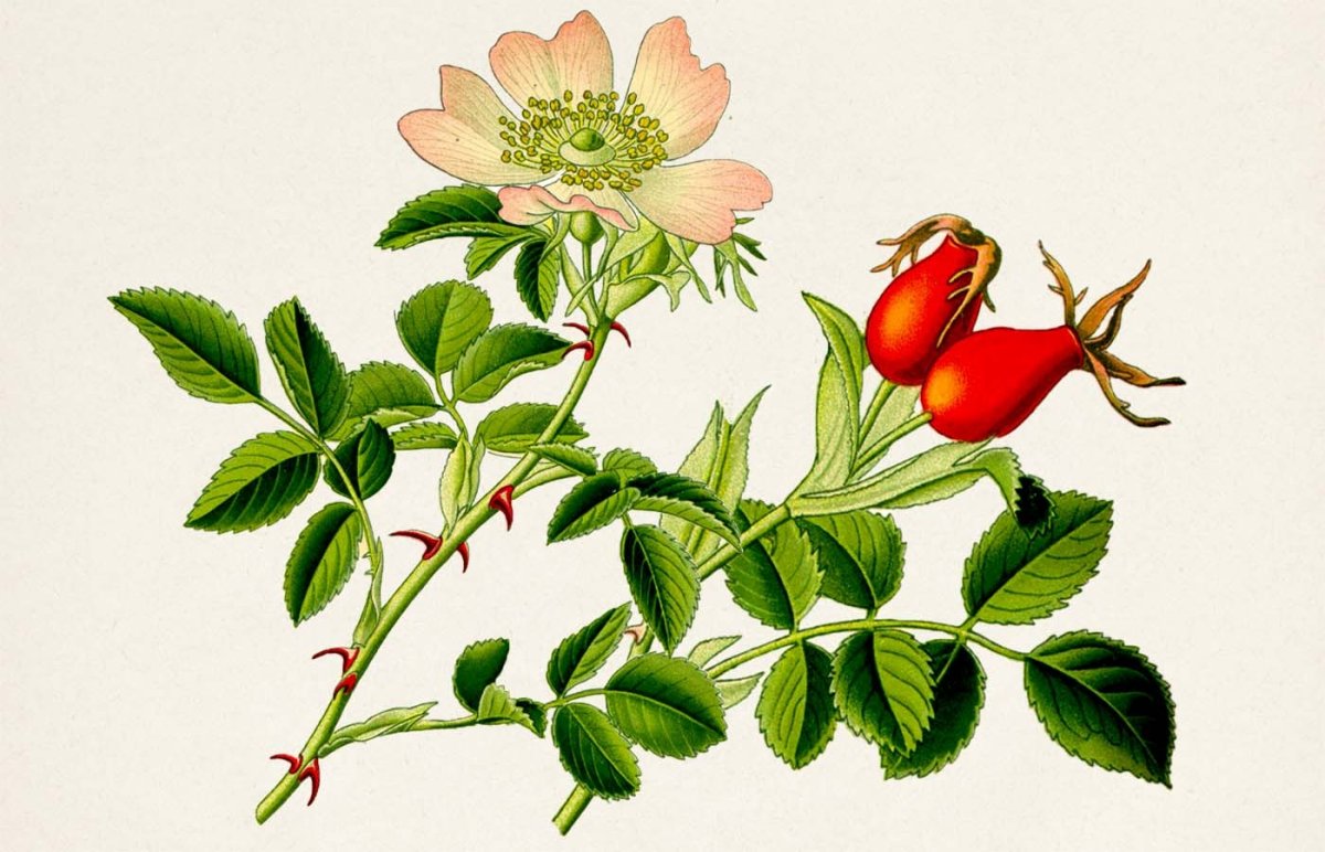 Шиповник иглистый Фармакогнозия