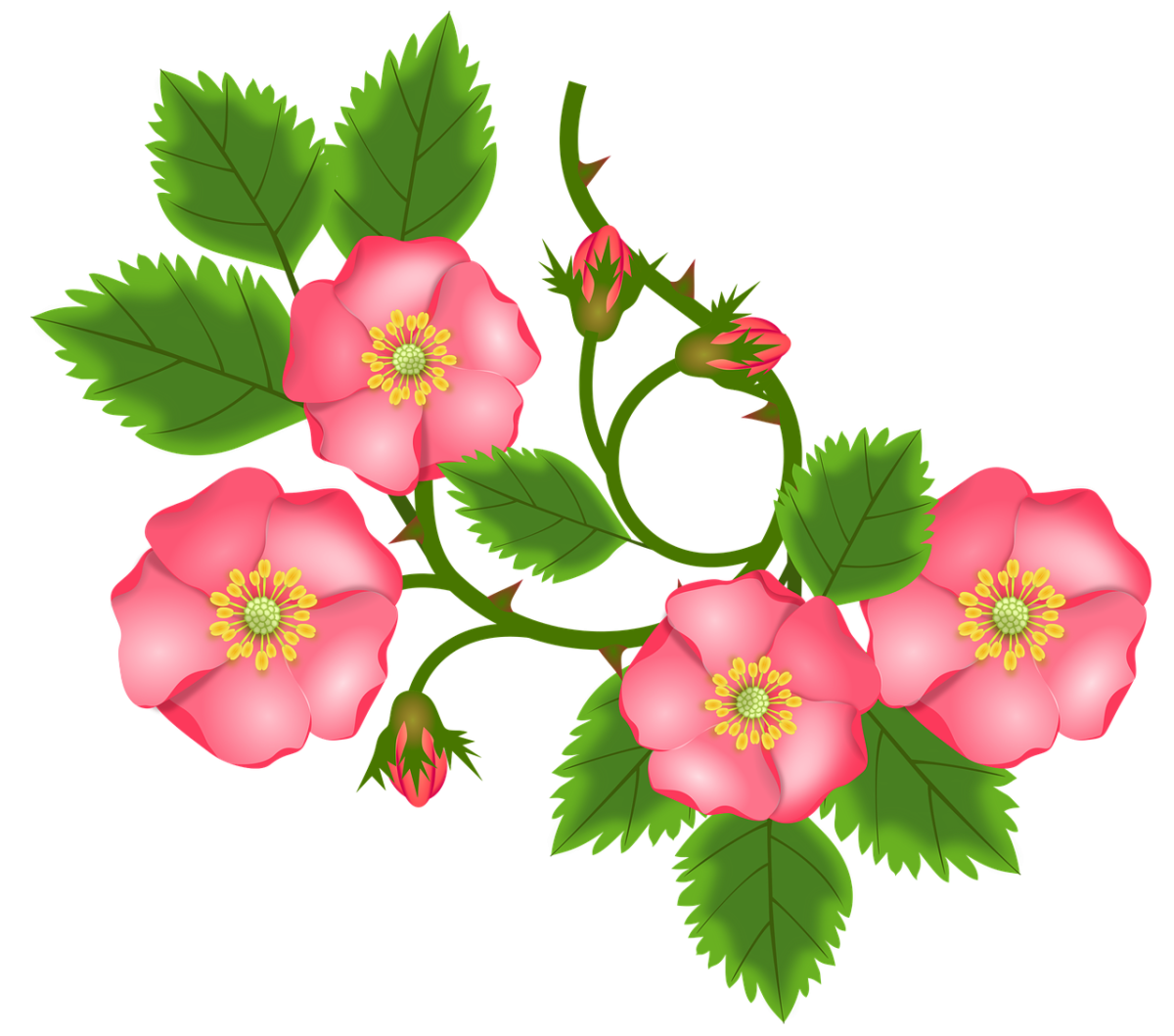 Цветы шиповника акварель