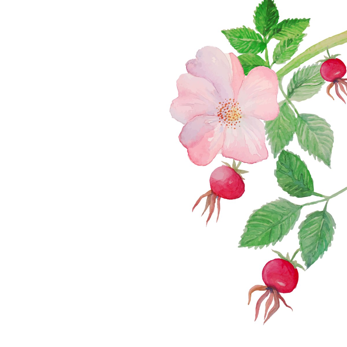 Шиповник мультяшный