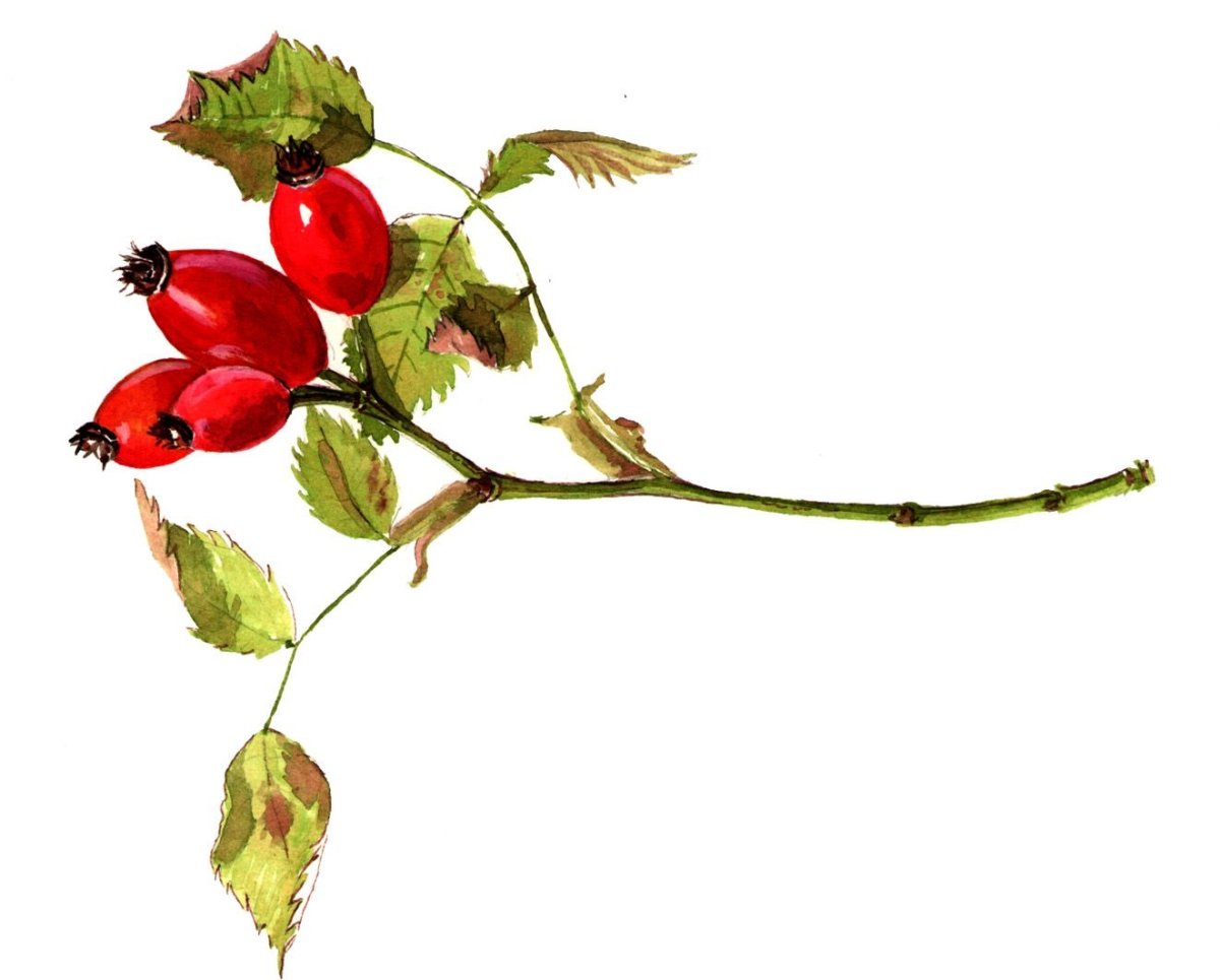 Шиповник иллюстрация
