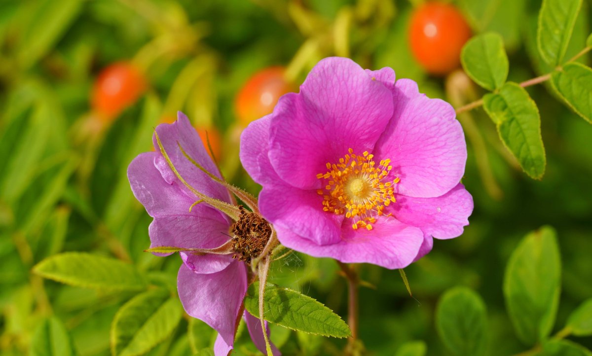 Шиповник Rōsa