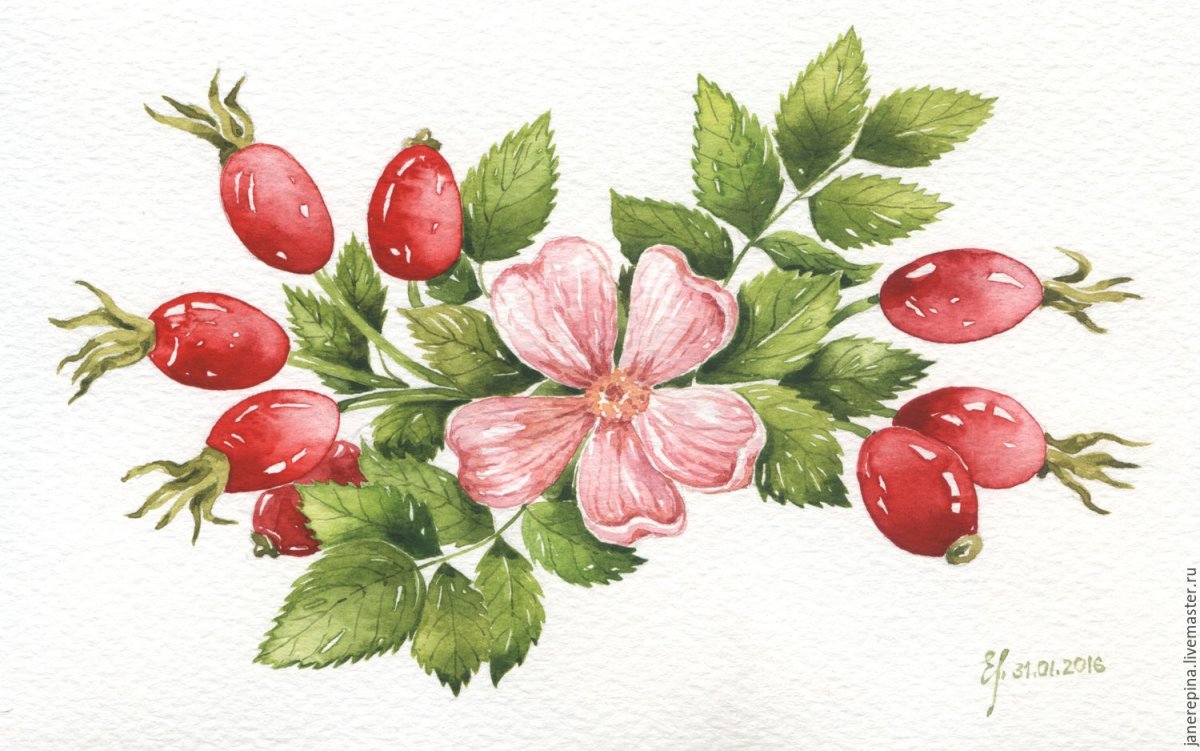 Шиповник орнамент