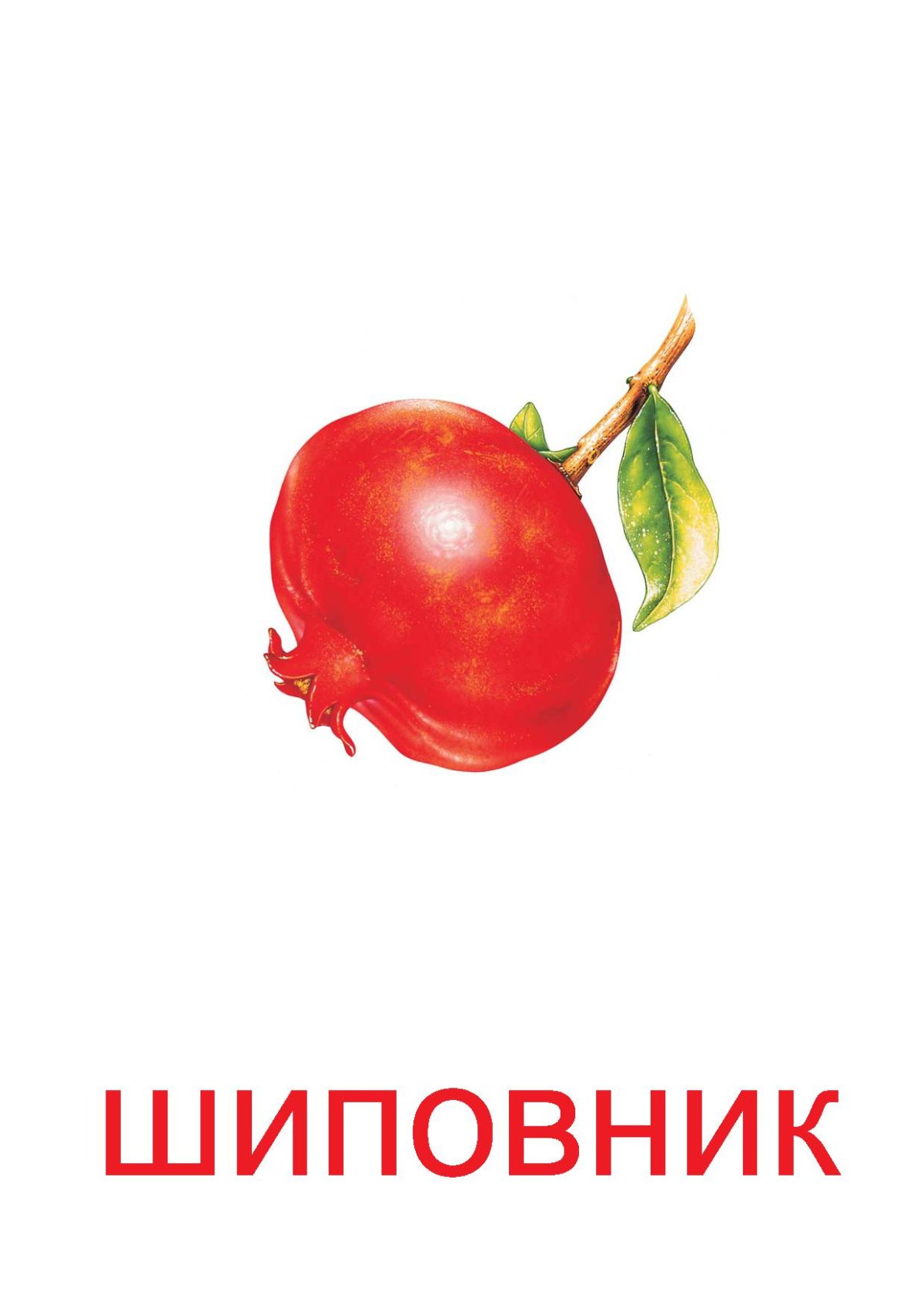 Шиповник плоды акварель