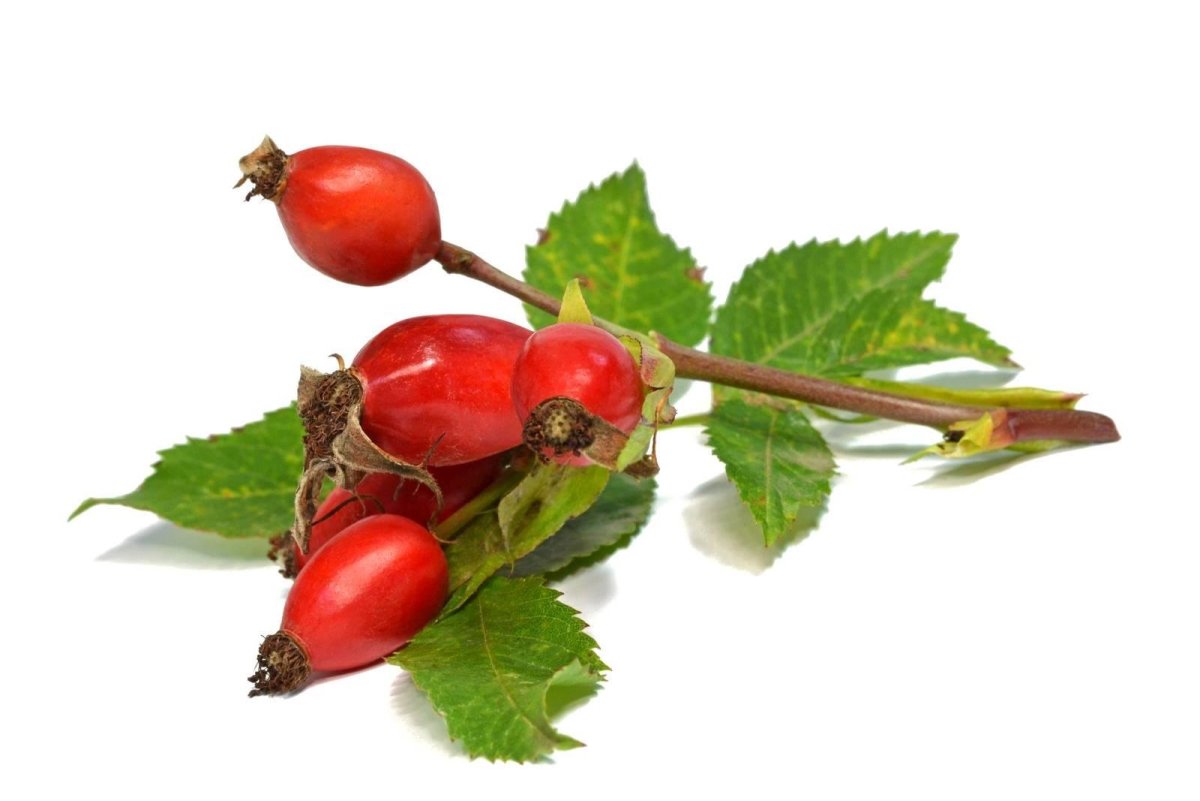 Карточки шиповник