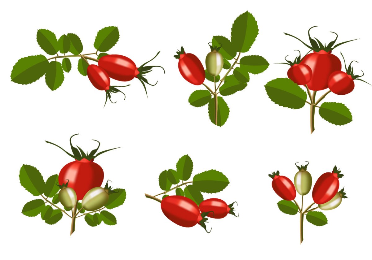 Шиповник плоды