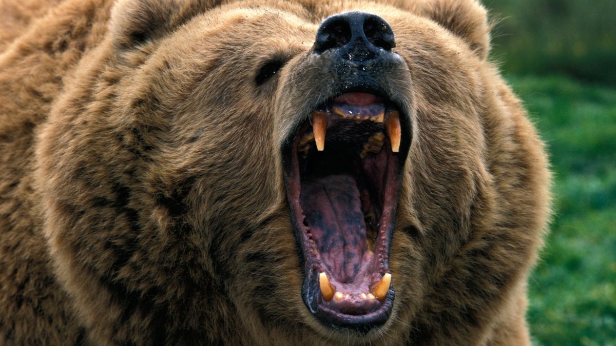 Медведь Гризли злой