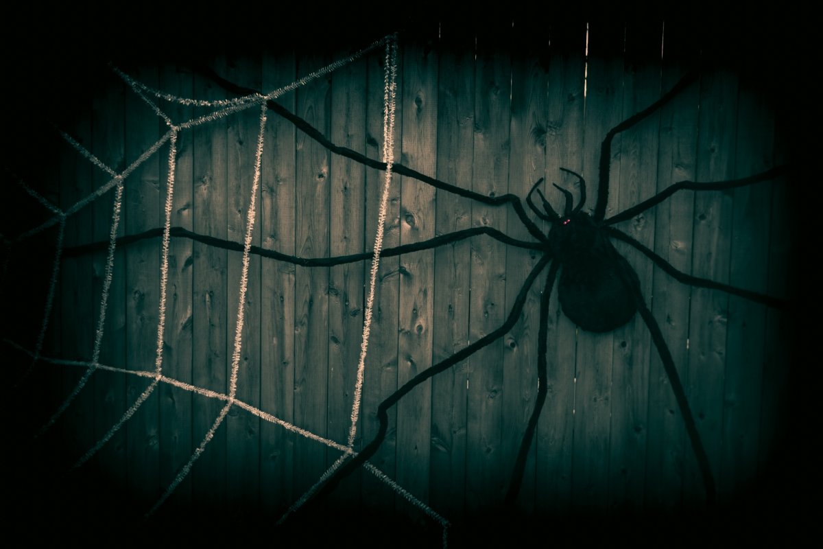 Эстетика пауков