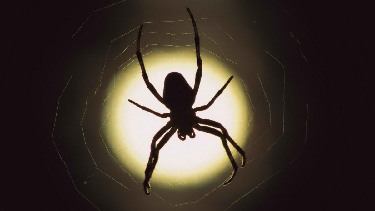 Паутина черная