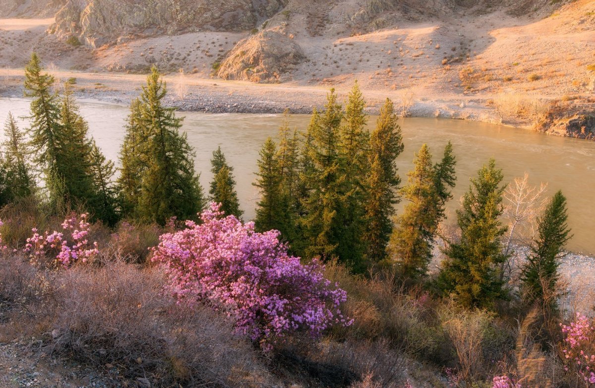 Летняя природа Забайкалья