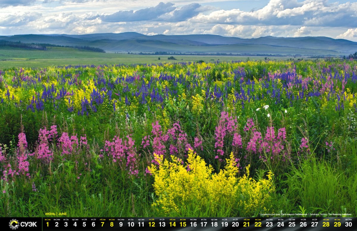 Цветение багульника в Забайкалье