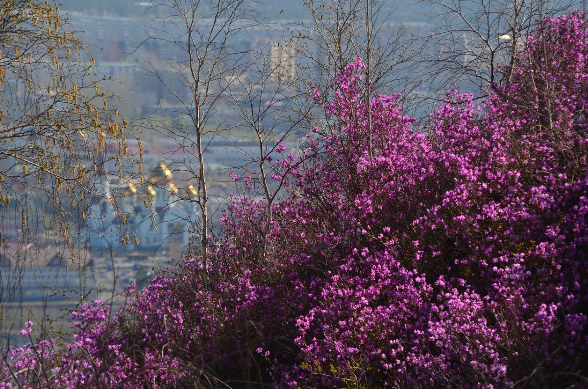 Нерча река в Забайкалье