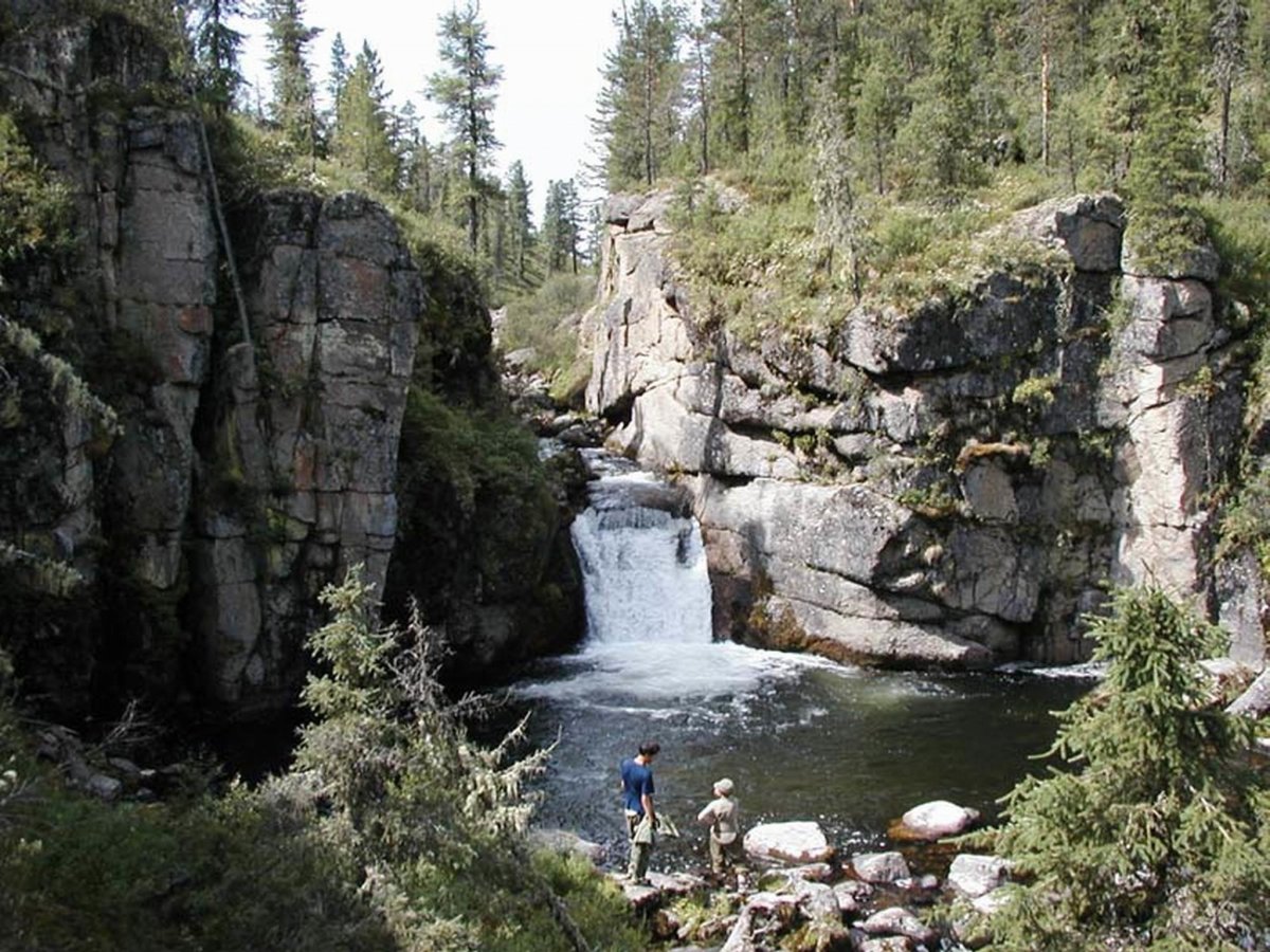 Лес Забайкалья багульник