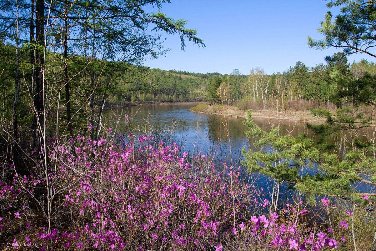 Природа Забайкальского края багульник