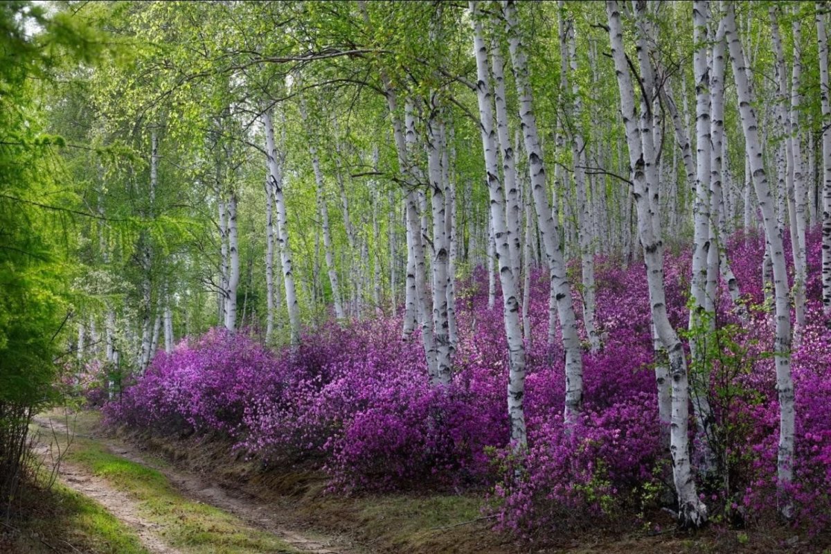 Природа Забайкальского края багульник