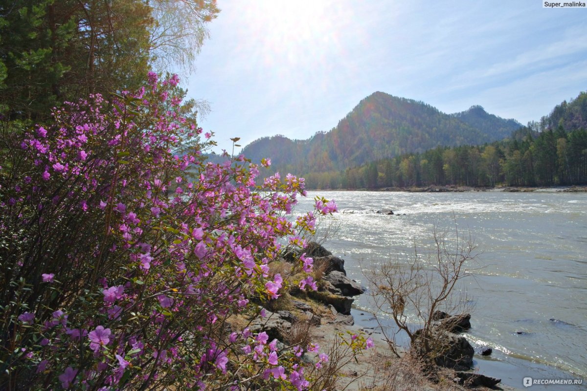 Рододендрон Даурский Забайкалье