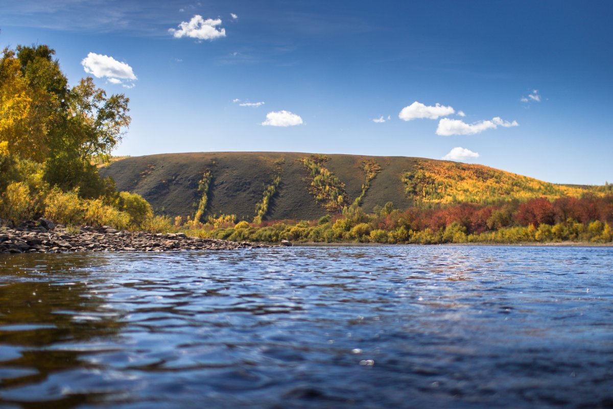 Багульник Забайкальский