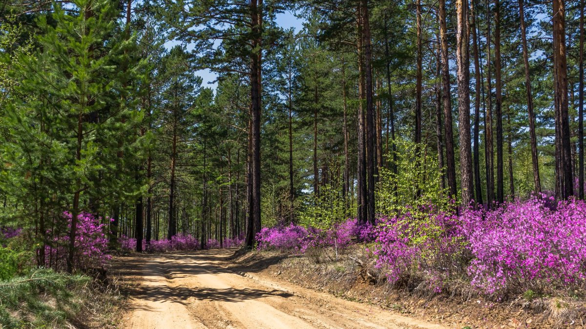 Багульник Забайкальский