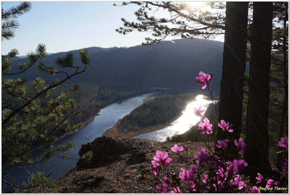 Багульник Забайкальский в Забайкалье
