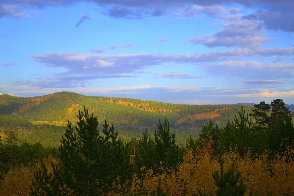 Цветение багульника