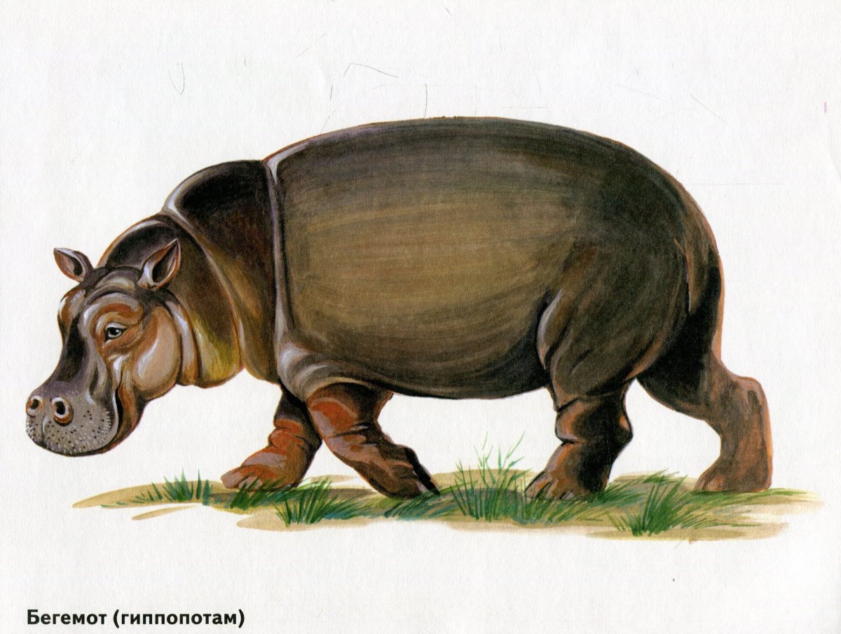 Животные Жаррких старн