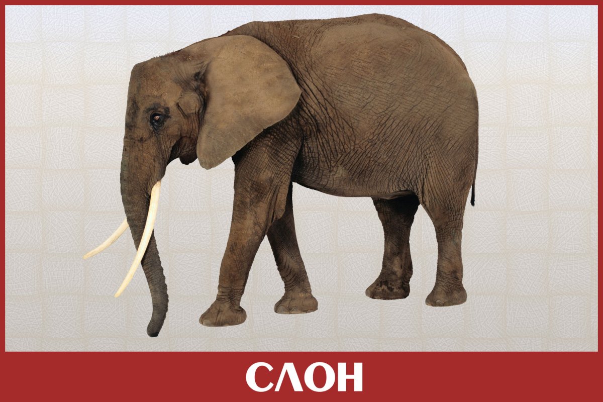 Африканский слон на белом фоне