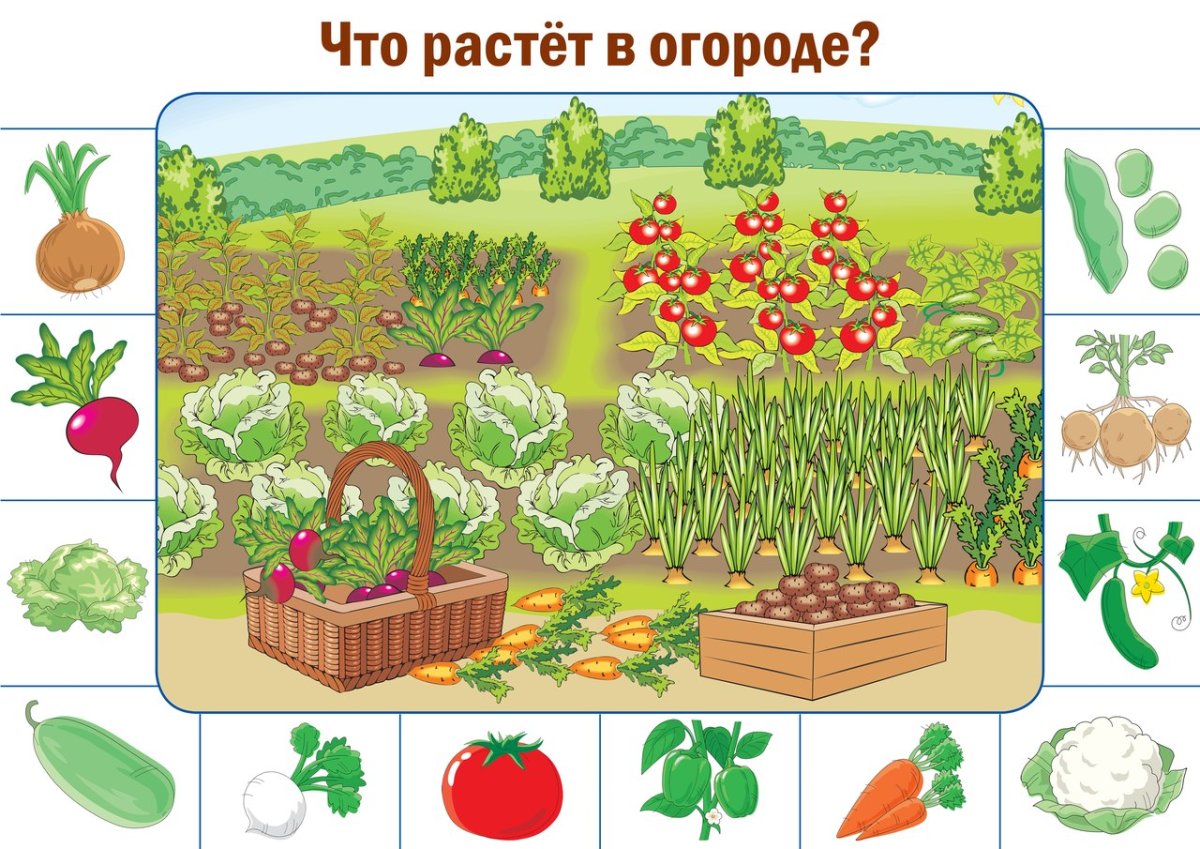 Что где растет задания