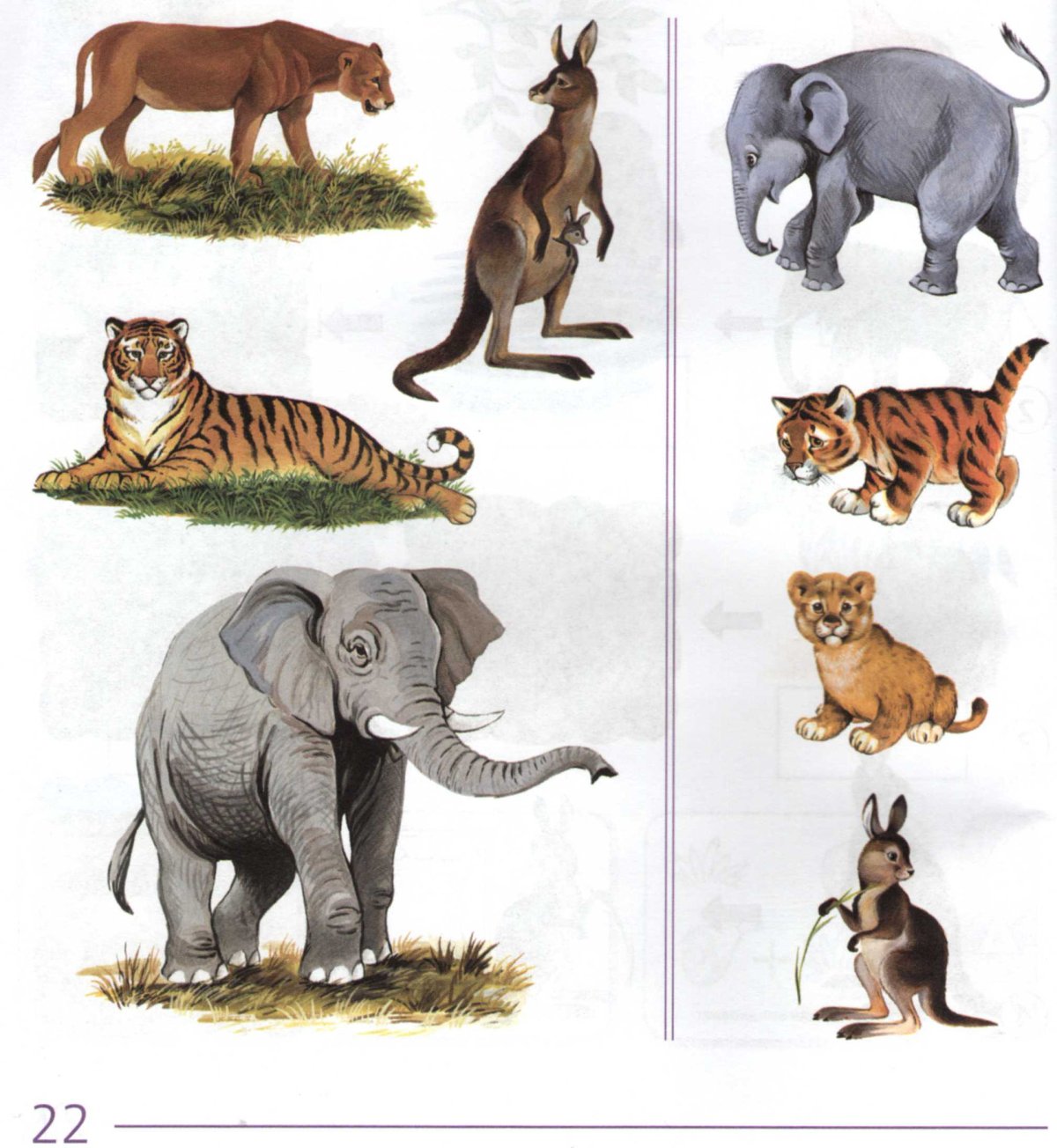 Хищные животные жарких стран