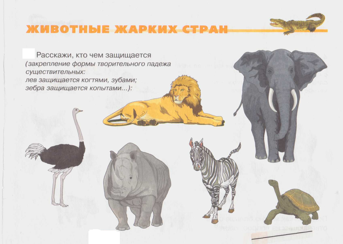 Задания по лексической теме животные Африки