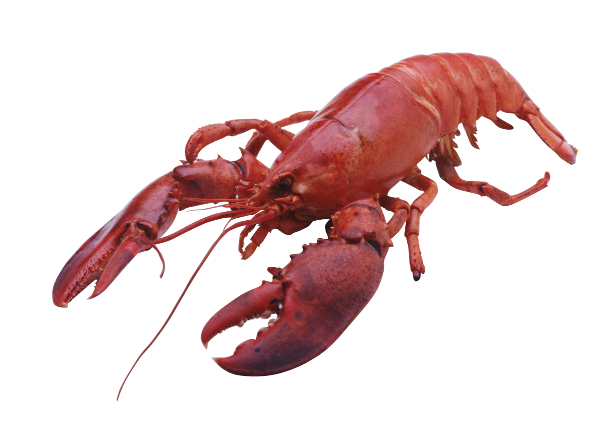 Лангуст мультяшный