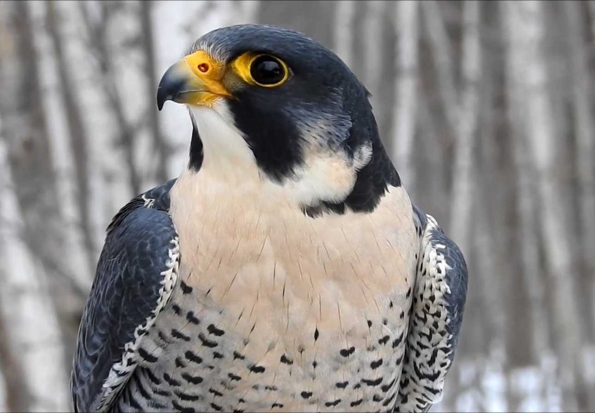 Сапсан поезд