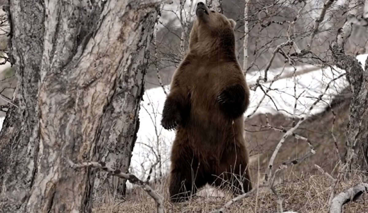 Медведь проснулся