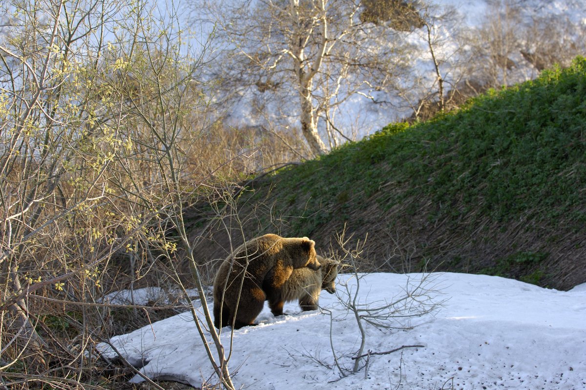 Бев Дулиттл
