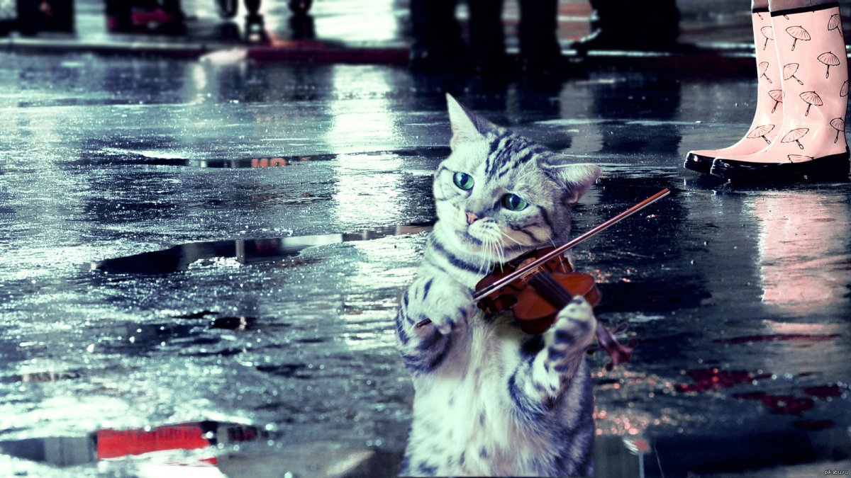 Кот за стеклом