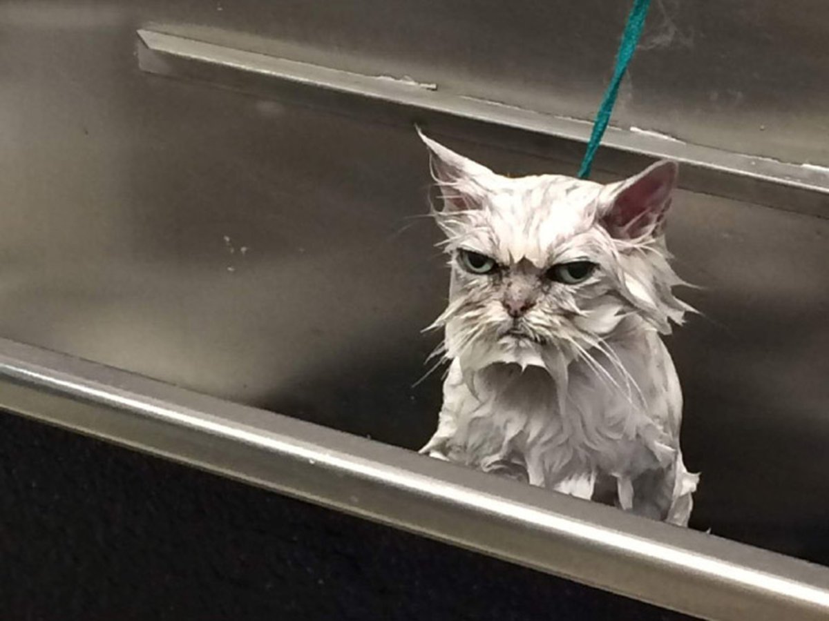 Кот и дождик