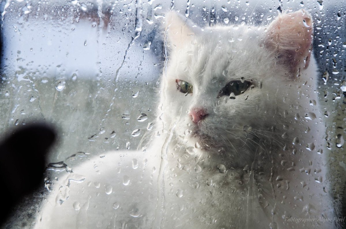 Ирина Зенюк осень