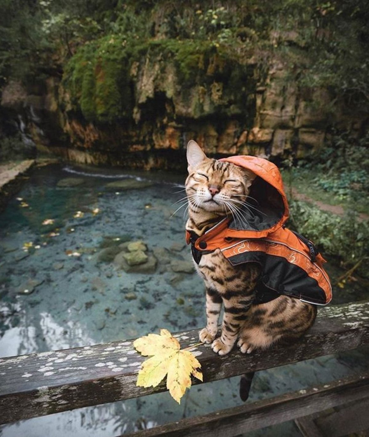 Отличного настроения прикольные