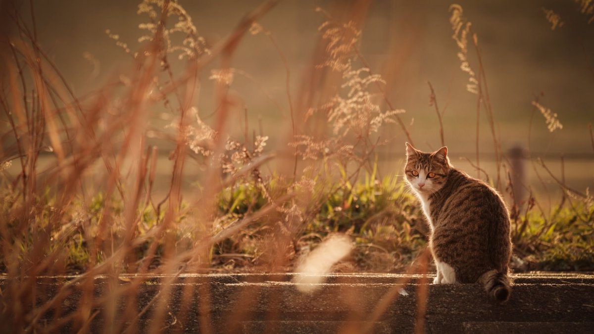 Кошка и дождь