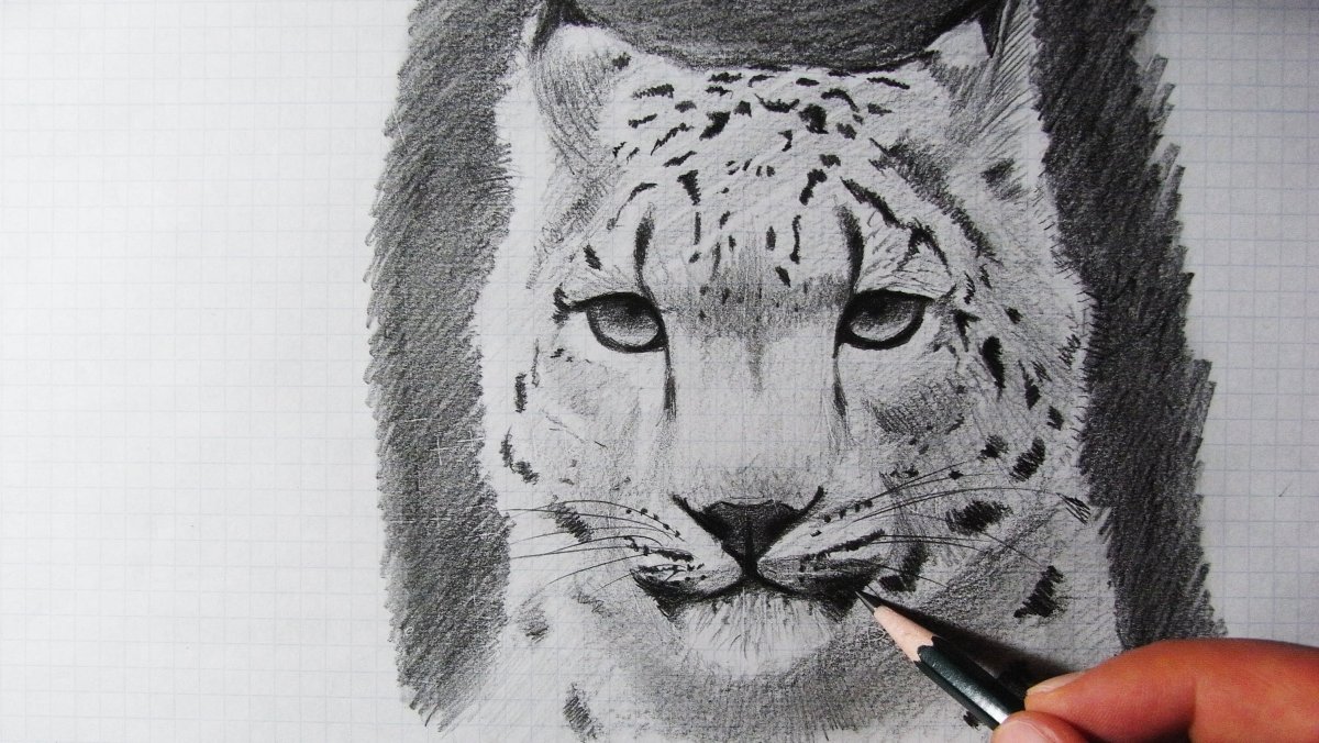 Снежный Барс рисунок