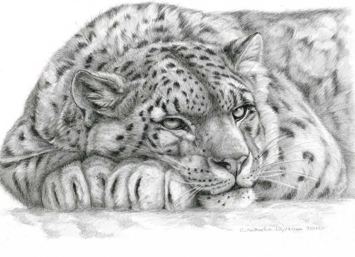 Снежный Барс рисунок