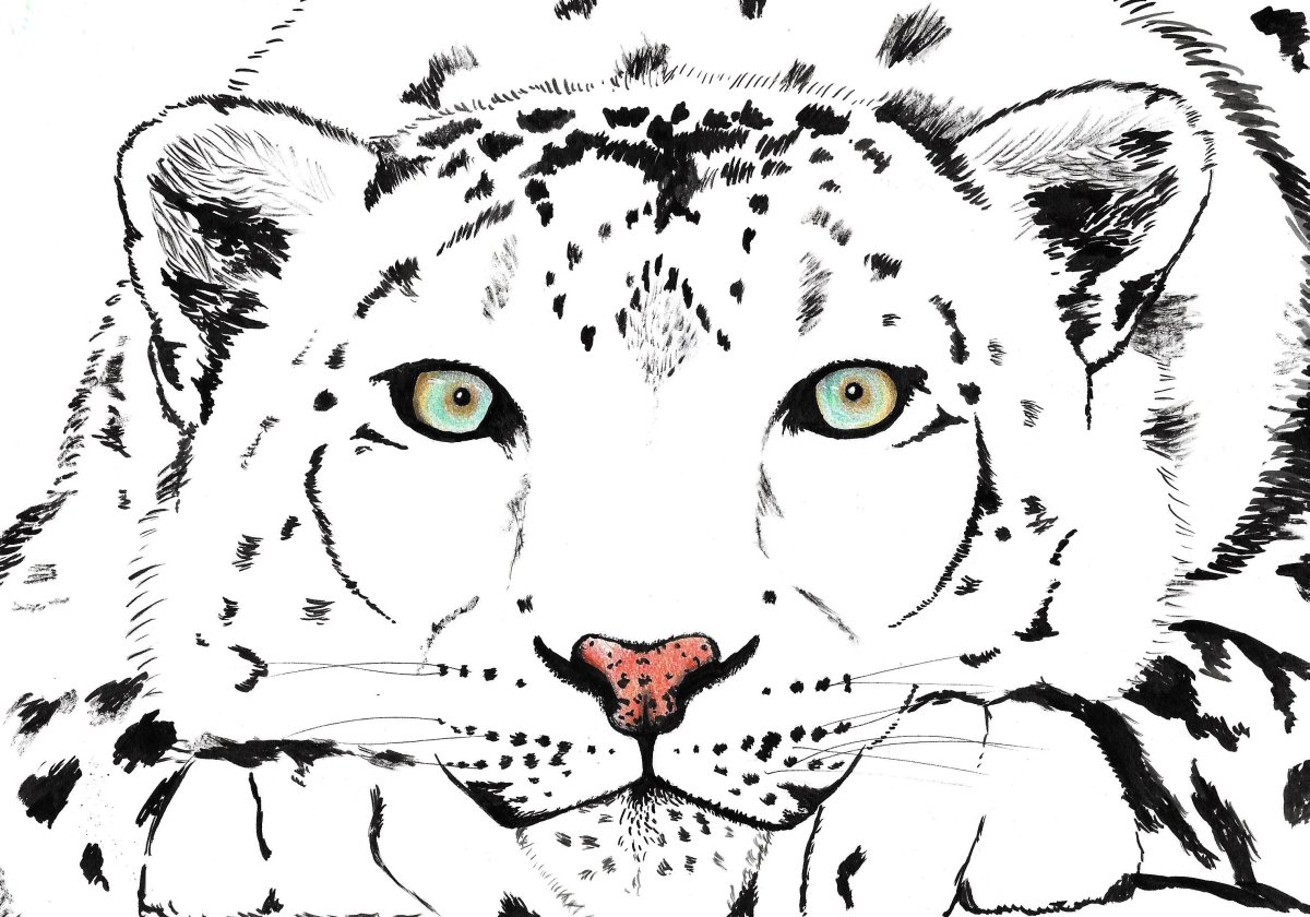 Снежный Барс для срисовки