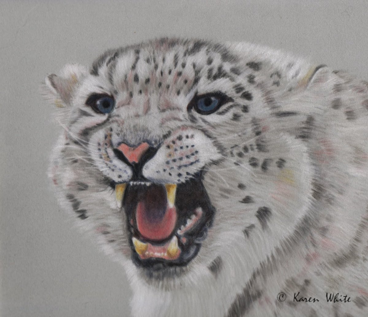 Снежный Барс для срисовки