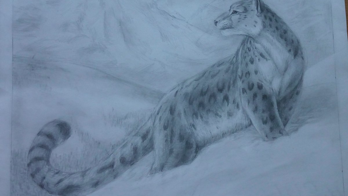 Снежный Барс карандашом